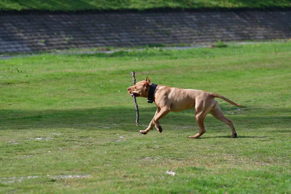 Pit Bull Dog Obéit Aux Ordres Maître Porte Morceau Bois — Photo