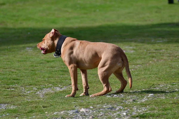 Pitbull köpeği efendinin emirlerine itaat eder otur ve kaç