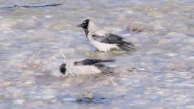 A crows bathing in the water of the river