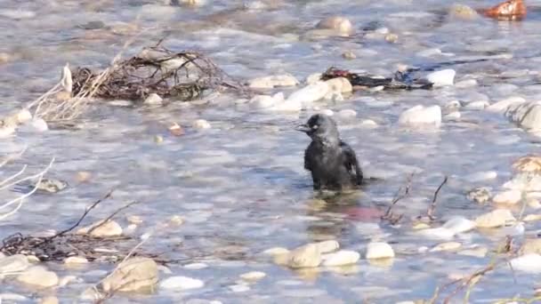 Вороны Купаются Воде Реки — стоковое видео