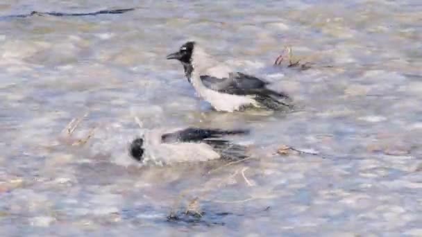 Crows Bathing Water River — Video
