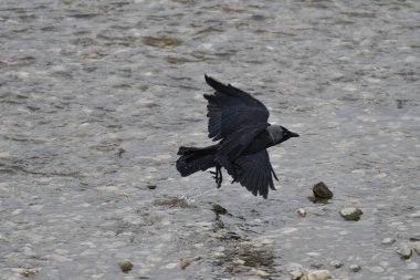 Açık kanatlı bir karga nehrin sularında uçar.