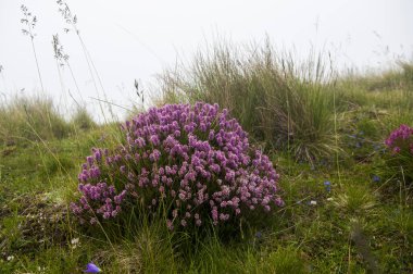 Renkli dağlar, çayır ve bulutlu vadi manzarası. Kayak merkezi. Sharr Dağları, Popova Shapka.