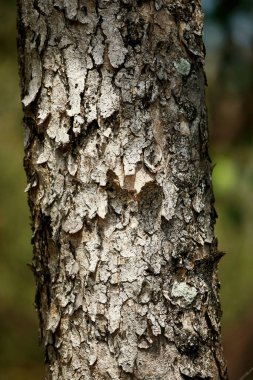 Bahçedeki ahşap kabuk, dokuyu kapat 
