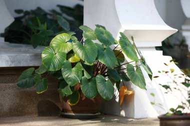 Geriye Tropikal Orman Ağaçları Arkaplan Duvar Kağıdı