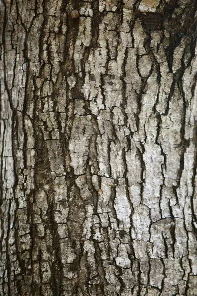 Wooden Bark Garden Close Texture — Stock Photo, Image
