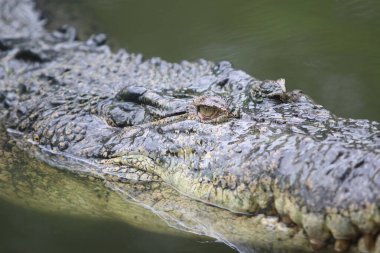 Çiftlikte büyük bir timsah.