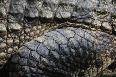 Timsah derisi deri dokusu, yakın çekim.