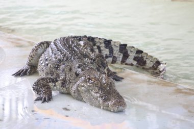 Çiftlikte büyük bir timsah.