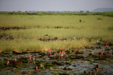 Parktaki gölün güzel manzarası