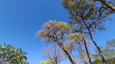 Ormanın güzel manzarası
