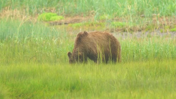 Niedźwiedź Grizzly Trawę Dwoma Młode Pobliżu — Wideo stockowe