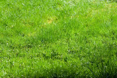 Arka plan için yeşil çimen. Yeşil çimen arka plan dokusu. en üstteki görünüm. 