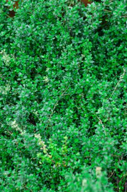 Güneşin altında bahçede yetişen taze kekik otları gün ışığında bahçede yetişen taze kekik otları. Yüksek kalite fotoğraf