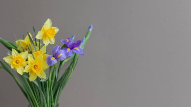 Gri arka planda bir buket narin nergis ve irisler, bahar çiçekleri. Metin için yer.