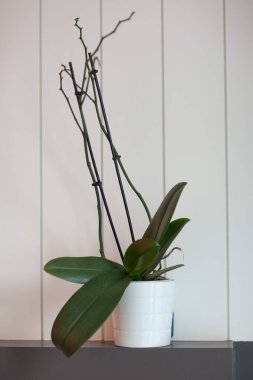 plant in white flowerpot on grey table, home gardening 
