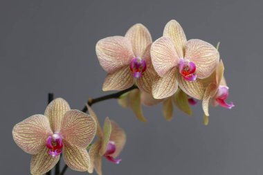 Gri arkaplanda çiçek açan orkide çiçeklerinin yakın çekimi 