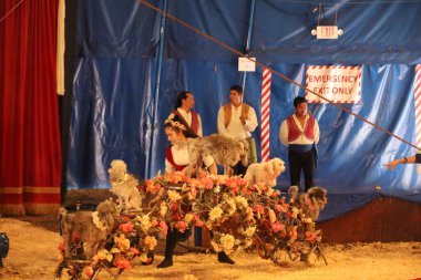 8-10-2022: Redwood City, California: Redwood şehrinde Zoppe sirki, köpek gösterileri