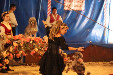 8-10-2022: Redwood City, California: Redwood şehrinde Zoppe sirki, köpek gösterileri