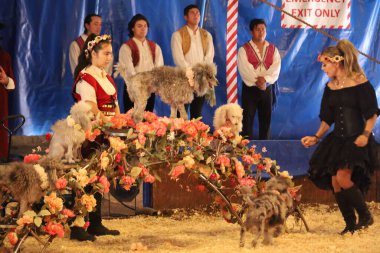 8-10-2022: Redwood City, California: Redwood şehrinde Zoppe sirki, köpek gösterileri