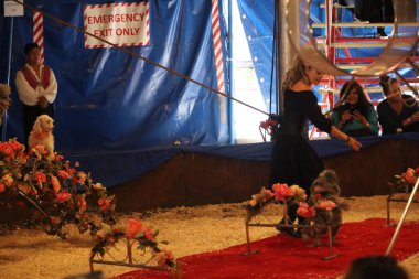 8-10-2022: Redwood City, California: Redwood şehrinde Zoppe sirki, köpek gösterileri