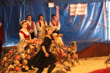 8-10-2022: Redwood City, California: Redwood şehrinde Zoppe sirki, köpek gösterileri