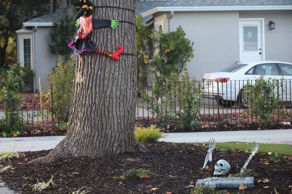 11-1-2022: Burlingame, California: Sokaklardaki Cadılar Bayramı süsleri, Ağaçtaki Cadı