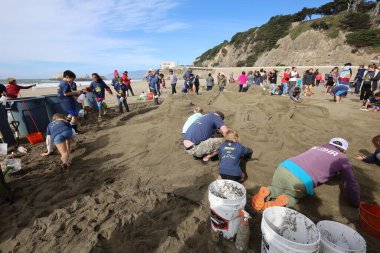 10-15-2022: San Francisco, California: San Francisco 'da SandKastle turnuvası. Takımlar halinde kum heykeli yapan insanlar