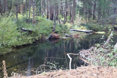 Fotoğraf: Yosemite Merced River in California
