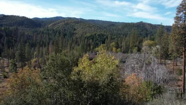 Kaliforniya Daki Stanislaus Ormanının Üzerinde Uçuyor — Stok video