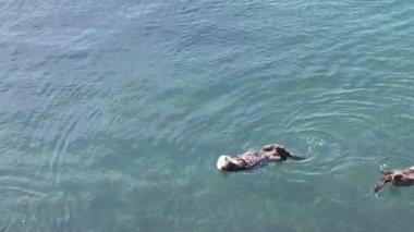 Morro Körfezi, Kaliforniya 'da Su samurları üzerinde uçuyor.