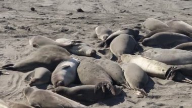 San Simeon California 'daki Piedra Blanca deniz koruma alanında fil fokları.