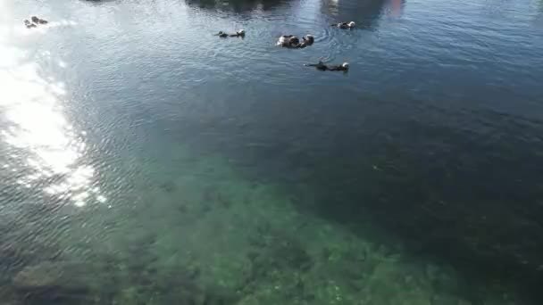 Voando Sobre Lontras Morro Bay Califórnia — Vídeo de Stock