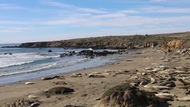 Tuleni Sloní Mořské Rezervaci Piedra Blanca San Simeon California — Stock video