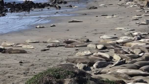Phoques Éléphants Réserve Marine Piedra Blanca San Simeon Californie — Video