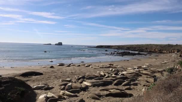 Phoques Éléphants Réserve Marine Piedra Blanca San Simeon Californie — Video