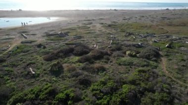 San Simeon California 'da plajların, bataklıkların ve okyanusların üzerinde uçuyor.
