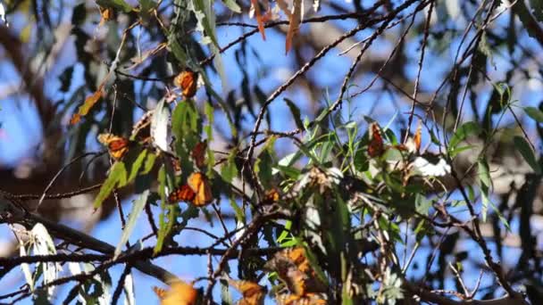 Migración Mariposas Granja Ardenwood Fremont California — Vídeos de Stock