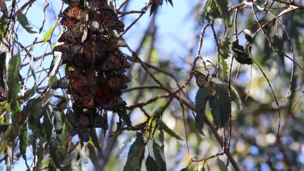 加利福尼亚弗里蒙特Ardenwood农场的蝴蝶迁徙 — 图库视频影像