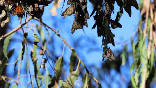 Μετανάστευση Πεταλούδων Στο Αγρόκτημα Ardenwood Fremont Καλιφόρνια — Αρχείο Βίντεο