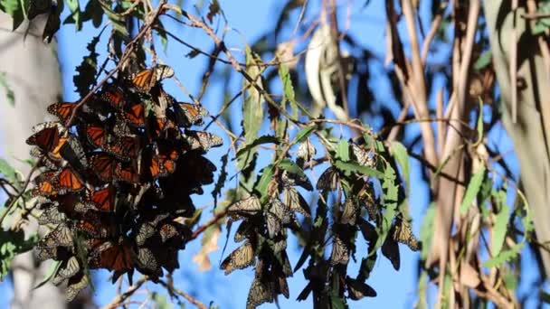 Migración Mariposas Granja Ardenwood Fremont California — Vídeo de stock