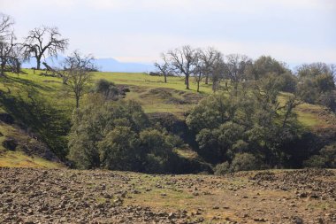 Wildflowers, mountains and meadows at Table mountain Oroville, California