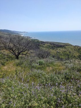 Point Reyes Ulusal Deniz Kıyısı 'ndaki doğa ve kır çiçeklerinin fotoğrafı.