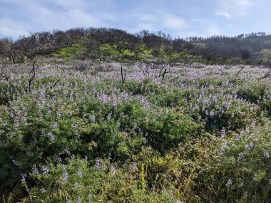 Point Reyes Ulusal Deniz Kıyısı 'ndaki doğa ve kır çiçeklerinin fotoğrafı.