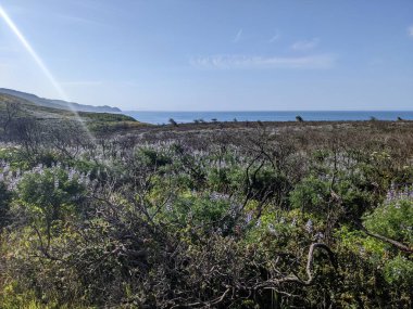 Point Reyes Ulusal Deniz Kıyısı 'ndaki doğa ve kır çiçeklerinin fotoğrafı.