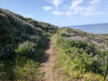 Point Reyes Ulusal Deniz Kıyısı 'ndaki doğa ve kır çiçeklerinin fotoğrafı.