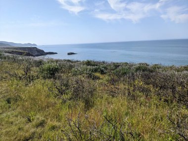 Point Reyes Ulusal Deniz Kıyısı 'ndaki doğa ve kır çiçeklerinin fotoğrafı.