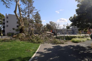 3-24-2023: San Mateo, Kaliforniya: Fırtına sırasında devrilen ağaçlar ve hasarlı mülk