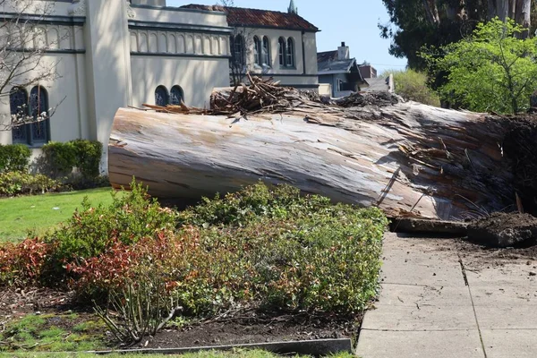 2023 Сан Матео Калифорния Павшие Деревья Поврежденное Имущество Время Шторма — стоковое фото