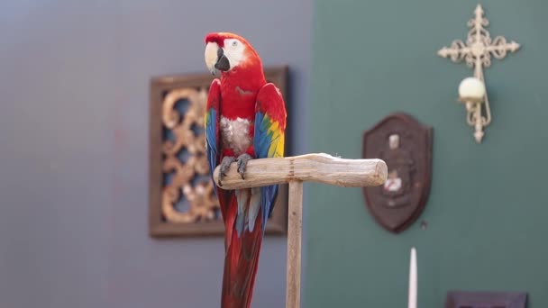 2023 Visalia California Відродження Faire Parrot Show — стокове відео